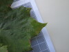 Thumbnail IMG_0895.JPG 
