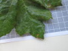 Thumbnail IMG_0896.JPG 
