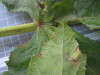 Thumbnail IMG_0897.JPG 