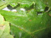 Thumbnail IMG_0898.JPG 