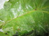 Thumbnail IMG_0899.JPG 