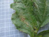 Thumbnail IMG_0900.JPG 