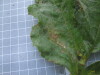 Thumbnail IMG_0901.JPG 