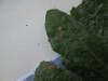 Thumbnail IMG_0903.JPG 