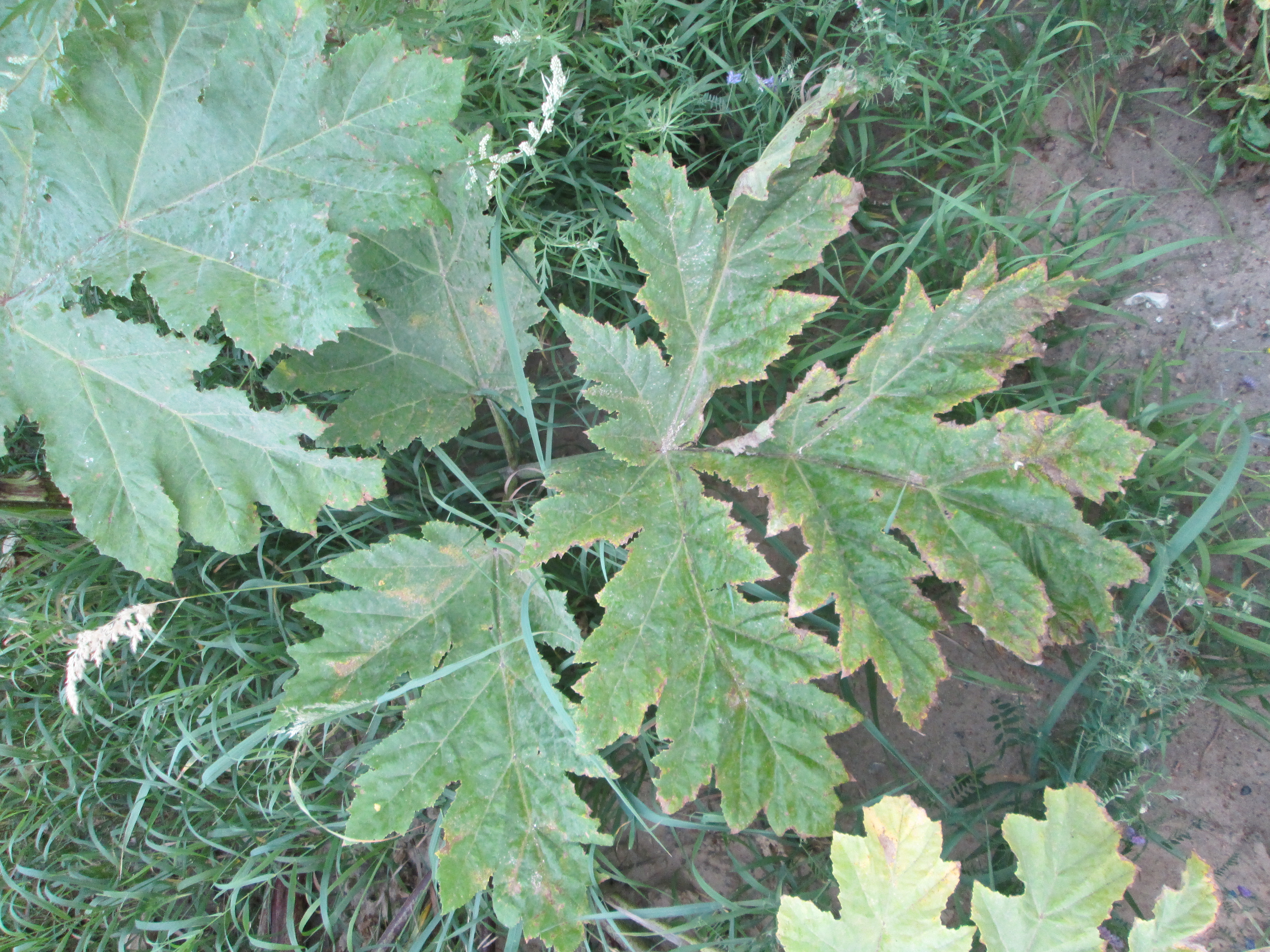 IMG_0801.JPG 