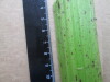 Thumbnail IMG_3455.JPG 