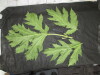 Thumbnail IMG_3457.JPG 