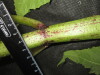 Thumbnail IMG_3459.JPG 