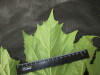 Thumbnail IMG_3460.JPG 