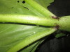 Thumbnail IMG_3461.JPG 
