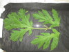 Thumbnail IMG_3462.JPG 