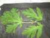 Thumbnail IMG_3463.JPG 