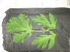 Thumbnail IMG_3464.JPG 