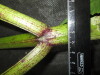 Thumbnail IMG_3465.JPG 