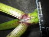 Thumbnail IMG_3466.JPG 