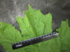 Thumbnail IMG_3467.JPG 