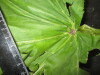 Thumbnail IMG_3468.JPG 