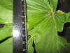 Thumbnail IMG_3469.JPG 