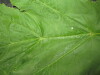 Thumbnail IMG_3470.JPG 