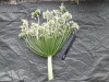 Thumbnail IMG_3471.JPG 