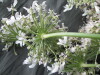 Thumbnail IMG_3474.JPG 