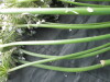 Thumbnail IMG_3475.JPG 