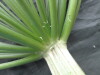 Thumbnail IMG_3477.JPG 