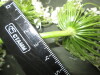 Thumbnail IMG_3479.JPG 