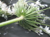 Thumbnail IMG_3480.JPG 