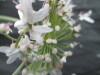Thumbnail IMG_3481.JPG 