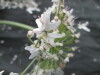 Thumbnail IMG_3482.JPG 
