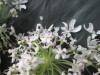 Thumbnail IMG_3483.JPG 