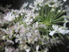 Thumbnail IMG_3484.JPG 
