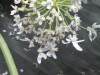 Thumbnail IMG_3485.JPG 