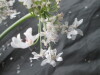 Thumbnail IMG_3486.JPG 