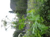 Thumbnail IMG_8391.JPG 
