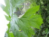 Thumbnail IMG_8393.JPG 