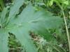 Thumbnail IMG_8394.JPG 