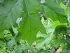 Thumbnail IMG_8395.JPG 