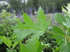 Thumbnail IMG_8396.JPG 