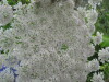 Thumbnail IMG_8398.JPG 