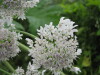 Thumbnail IMG_8399.JPG 