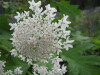 Thumbnail IMG_8400.JPG 