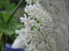 Thumbnail IMG_8401.JPG 