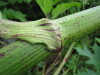Thumbnail IMG_8403.JPG 