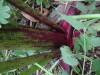 Thumbnail IMG_8405.JPG 