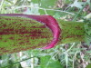 Thumbnail IMG_8406.JPG 