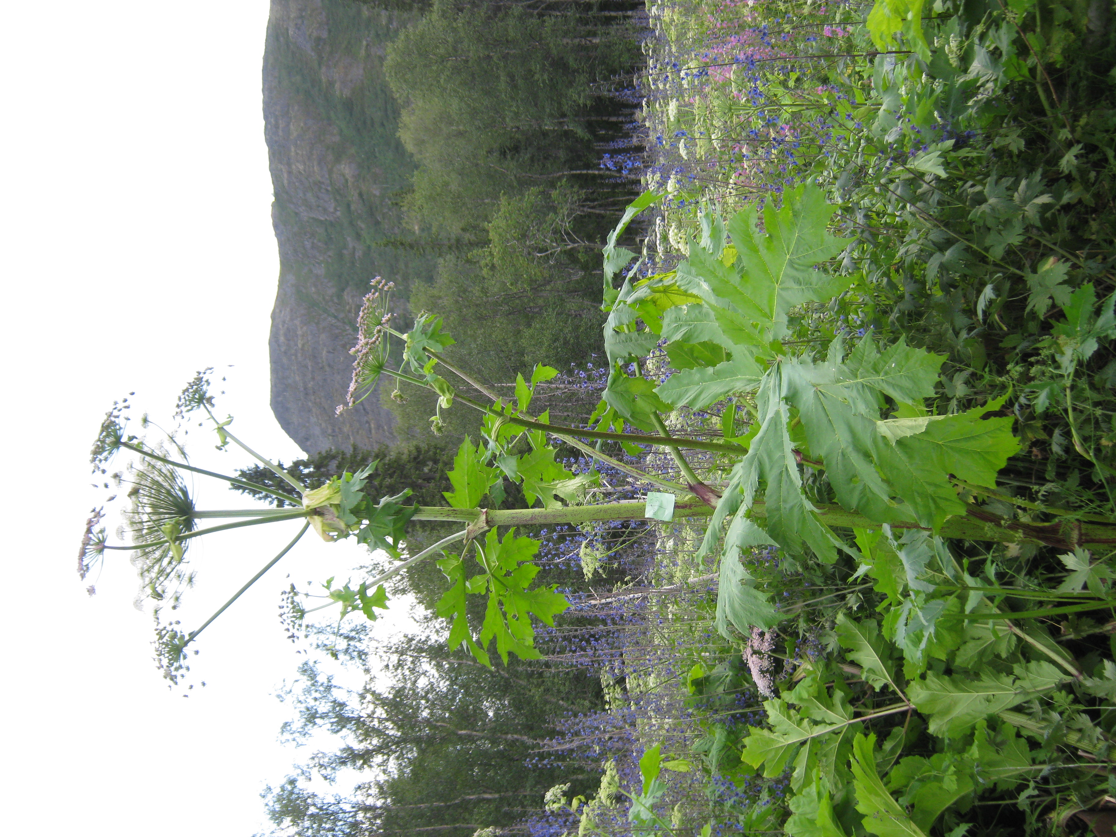 IMG_8390.JPG 