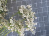 Thumbnail 2021-07-24_14.27.24.JPG 