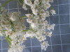 Thumbnail 2021-07-24_14.27.33.JPG 